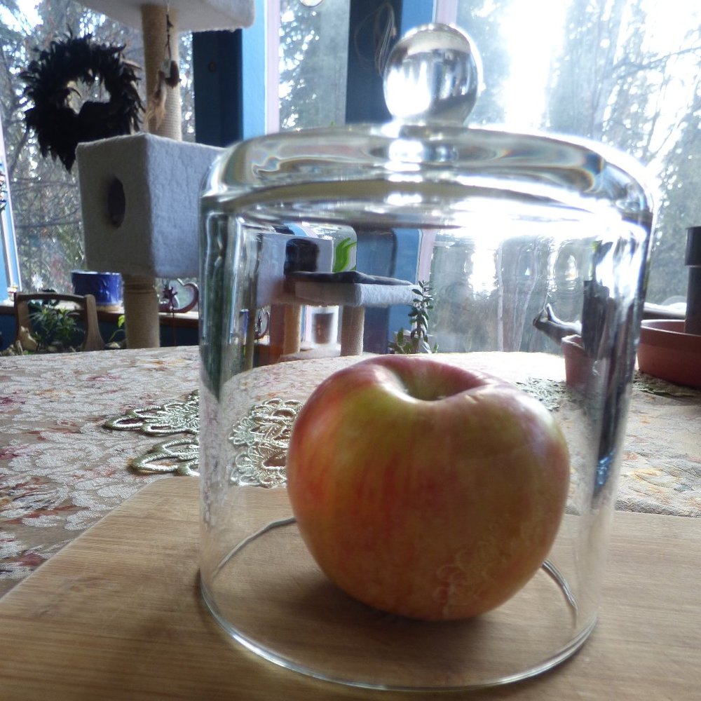 CLEAR GLASS CLOCHE BELL STYLE DISPLAY DOME COVER PLANT CANDLE FOOD COLLECTIBLES